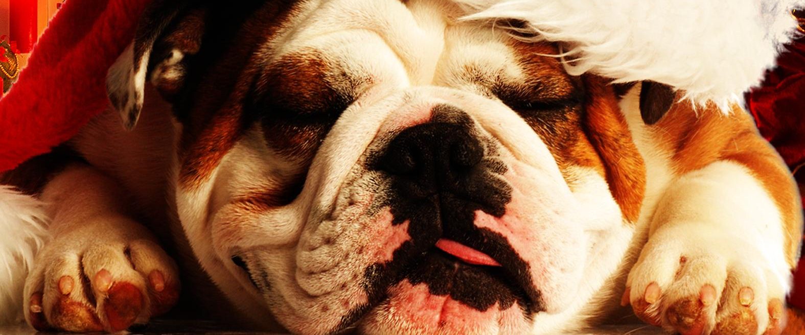 A Bulldog for Christmas background