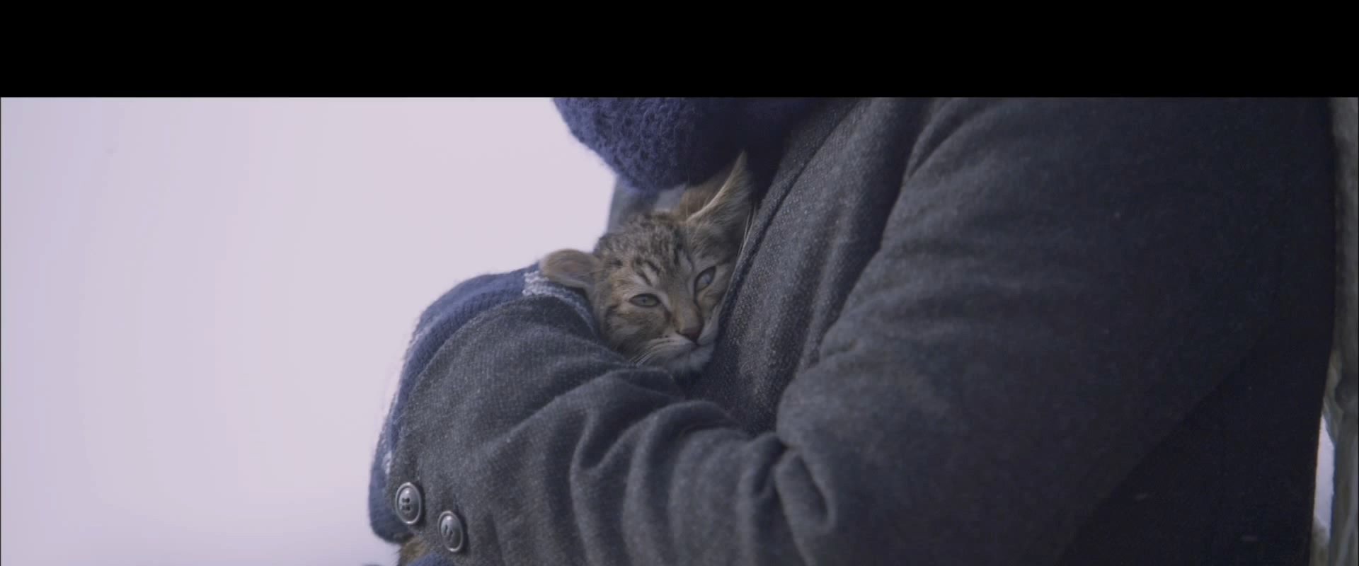 If Cats Disappeared from the World background
