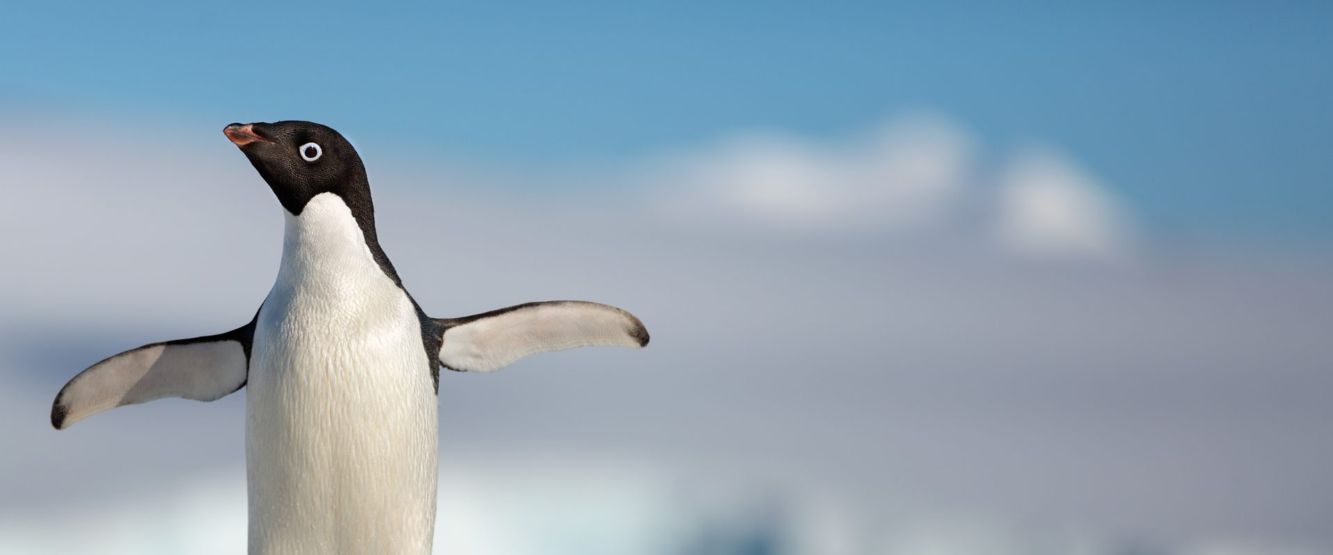 Penguins background