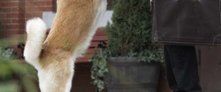 Hachi: A Dog's Tale background