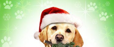 The Dog Who Saved Christmas background