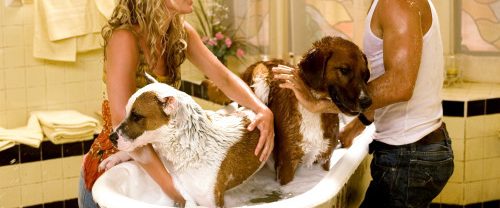 Beverly Hills Chihuahua background