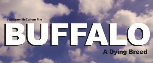 Buffalo background