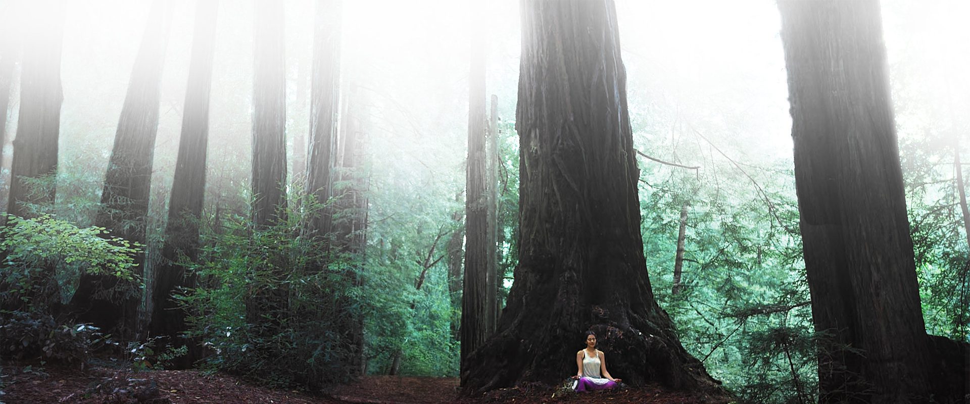 The Wisdom Tree background