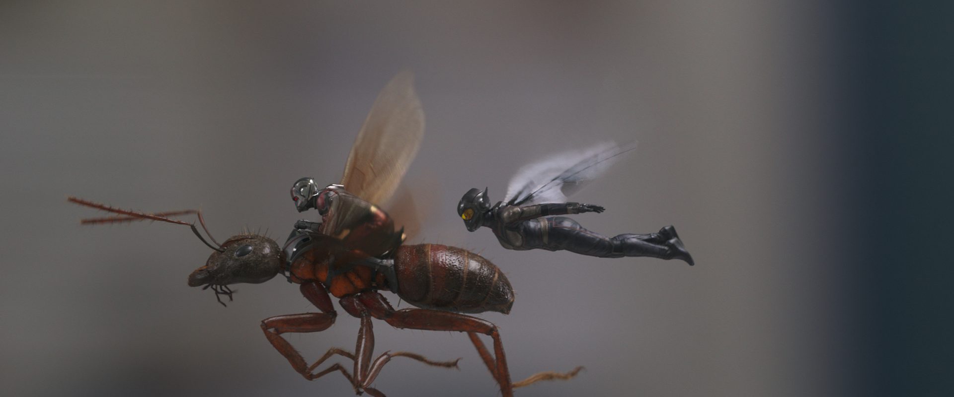 Ant-Man and the Wasp background