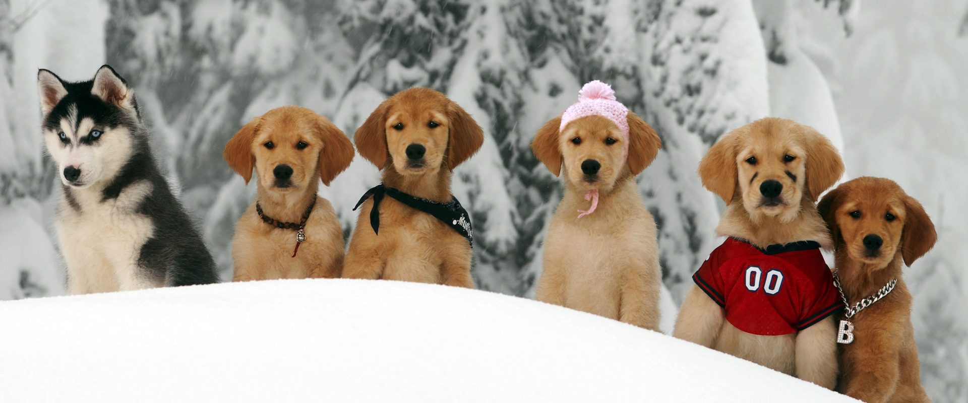 Snow Buddies background