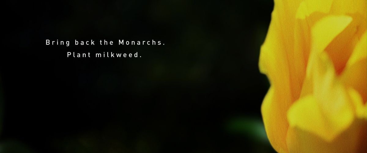 Wings of Life background