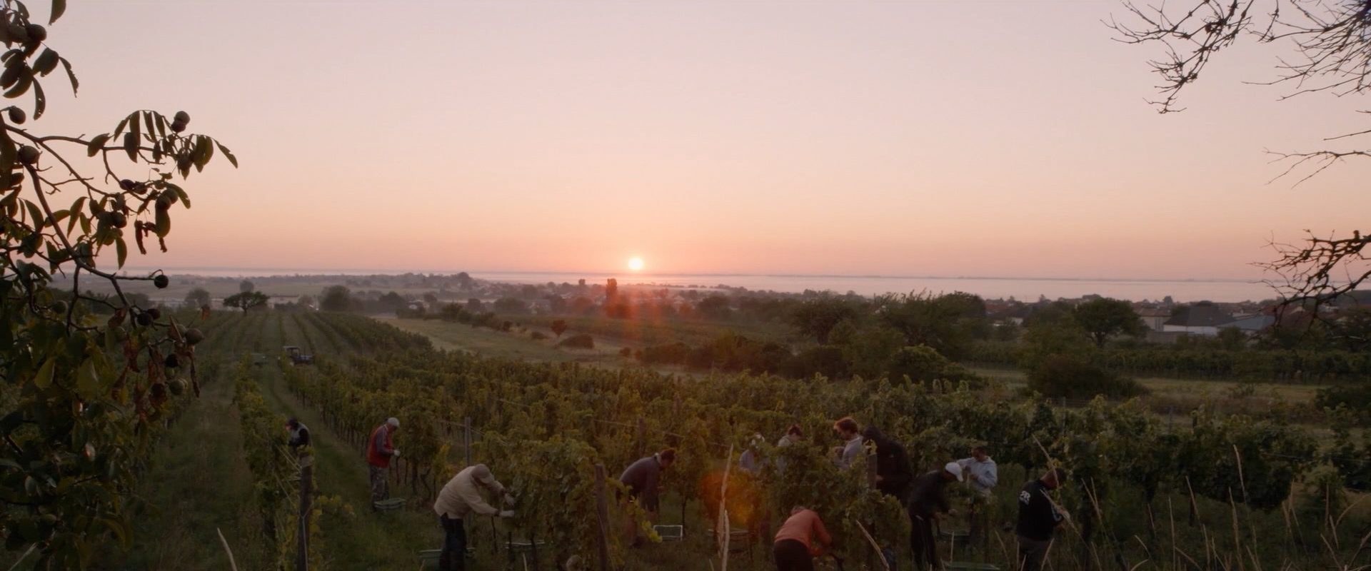 Terroir To Table: Wine Lovers' Guide to Food and Wine background