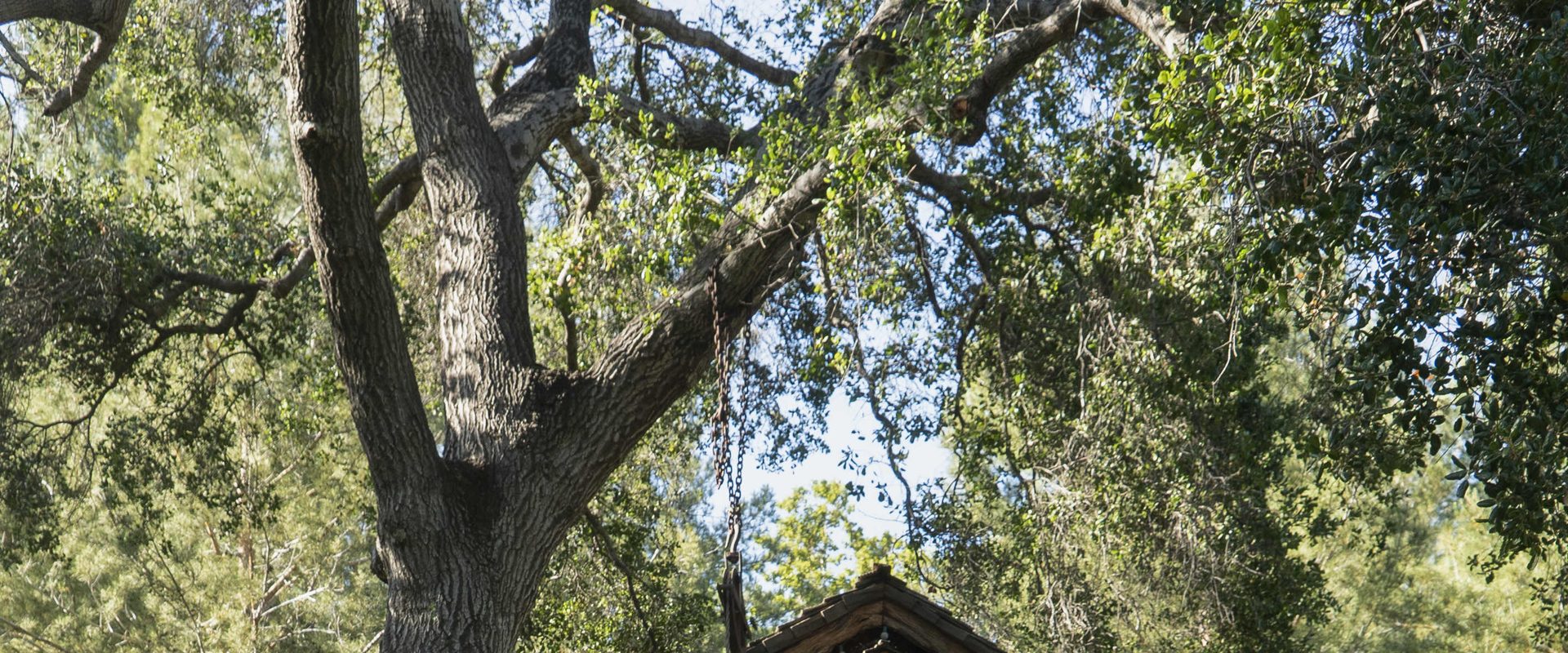 Treehouse background