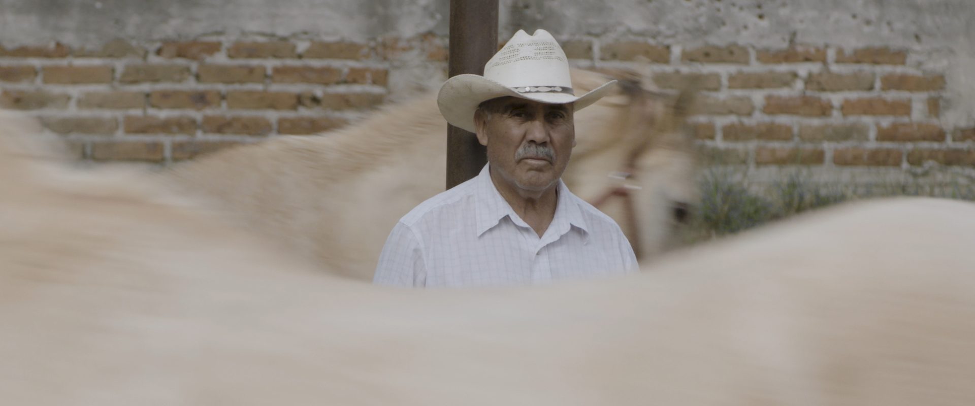 Horse Wrangler background
