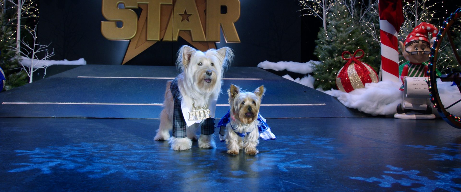 Puppy Star Christmas background
