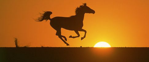 Young Black Stallion background