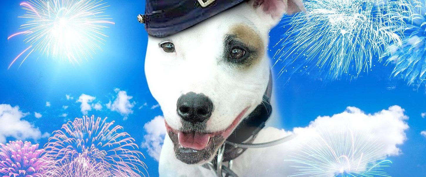 Dog Jack background