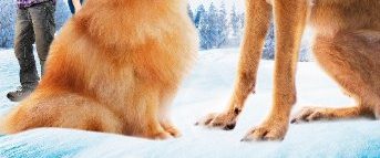 Step Dogs background