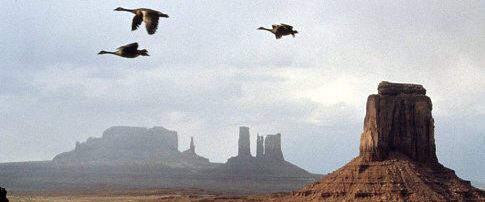Winged Migration background