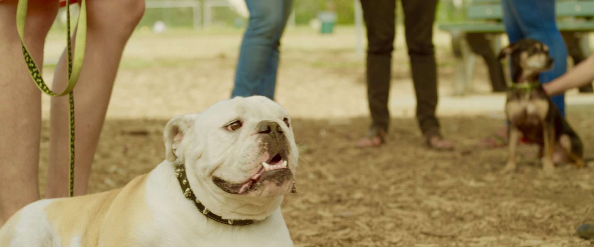 Dog Park background