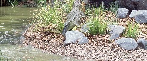 The Crocodile Hunter: Collision Course background