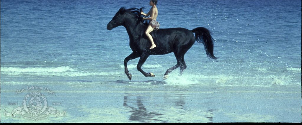 The Black Stallion background