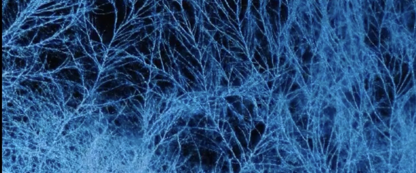 Fantastic Fungi background