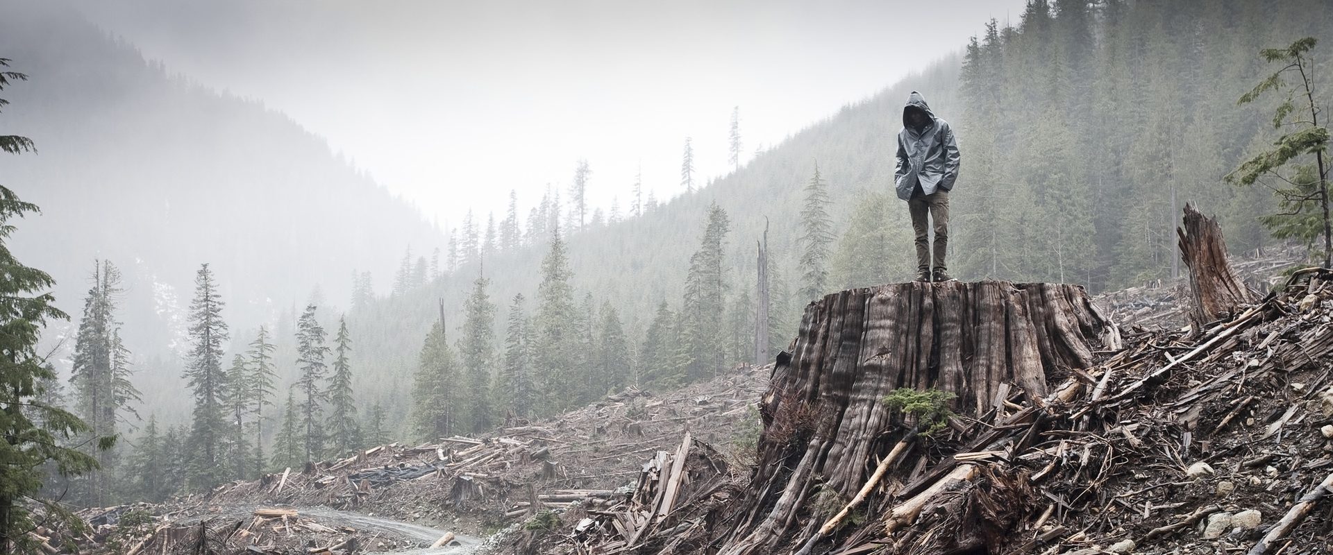 If a Tree Falls: A Story of the Earth Liberation Front background