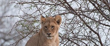 Brothers in Blood: The Lions of Sabi Sand background
