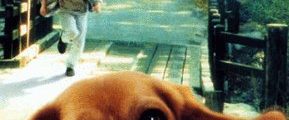 Shiloh background