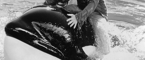 Free Willy 3: The Rescue background