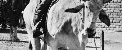 Blazing Saddles background