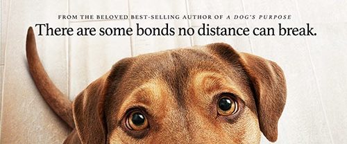 A Dog's Way Home background