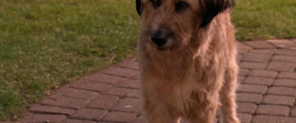 Dr. Dolittle: Million Dollar Mutts background