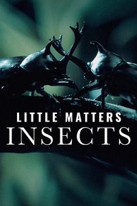 Little Matters: Insects poster