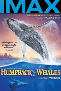 Humpback Whales poster