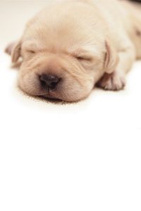 Quill:  The Life of a Guide Dog poster