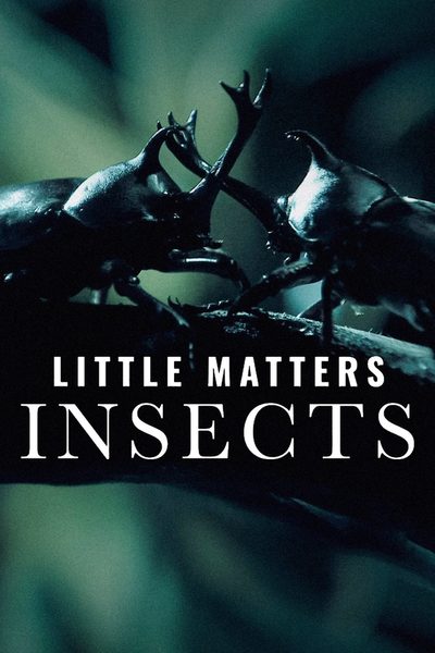 Little Matters: Insects poster