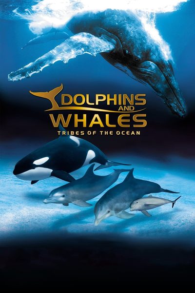 Dolphins and Whales 3D: Tribes of the Ocean poster