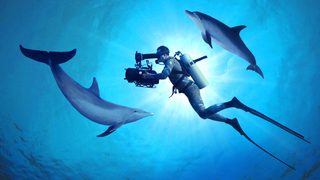 Diving with Dolphins still 3