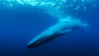 The Loneliest Whale: The Search for 52 still 1