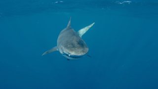 Sharkwater Extinction still 6