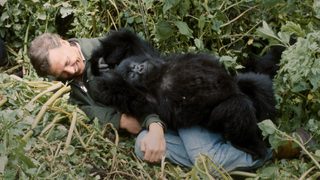 A Gorilla Story: Told by David Attenborough still 4
