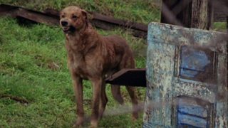 The Pack still 6