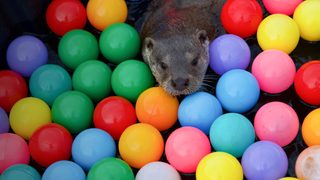 Billy & Molly: An Otter Love Story still 2
