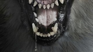 The Pack still 2