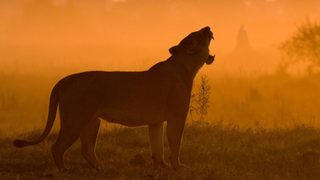 The Last Lions still 8