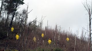 Canaries still 1