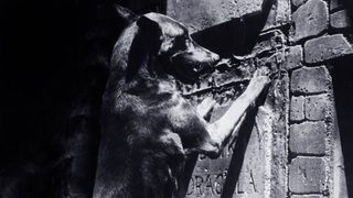 Zoltan… Hound of Dracula still 2