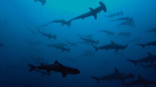 Sharkwater Extinction still 2