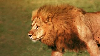 The African Lion still 2