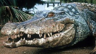 Crocodile 2: Death Roll still 2