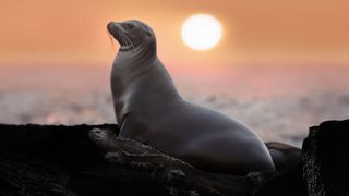 Sea Lions of the Galapagos still 5