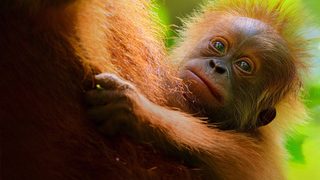 Secret Lives of Orangutans still 3